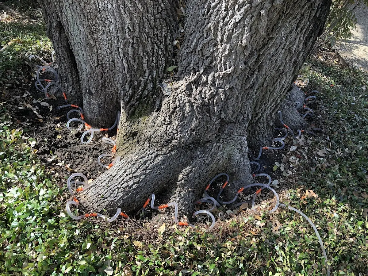 Detailed Tree Cabling and Bracing job site in Sassamansville