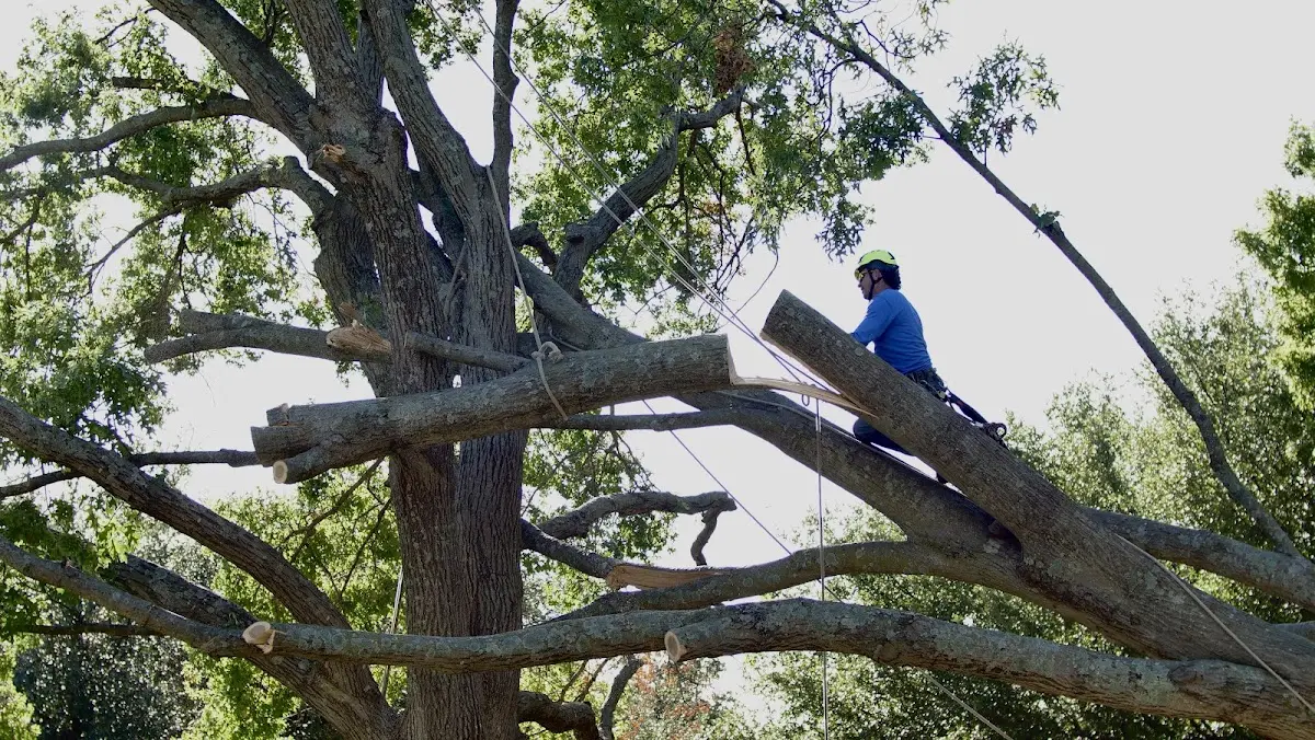 Professional Crown Thinning performed by certified arborists in Sassamansville