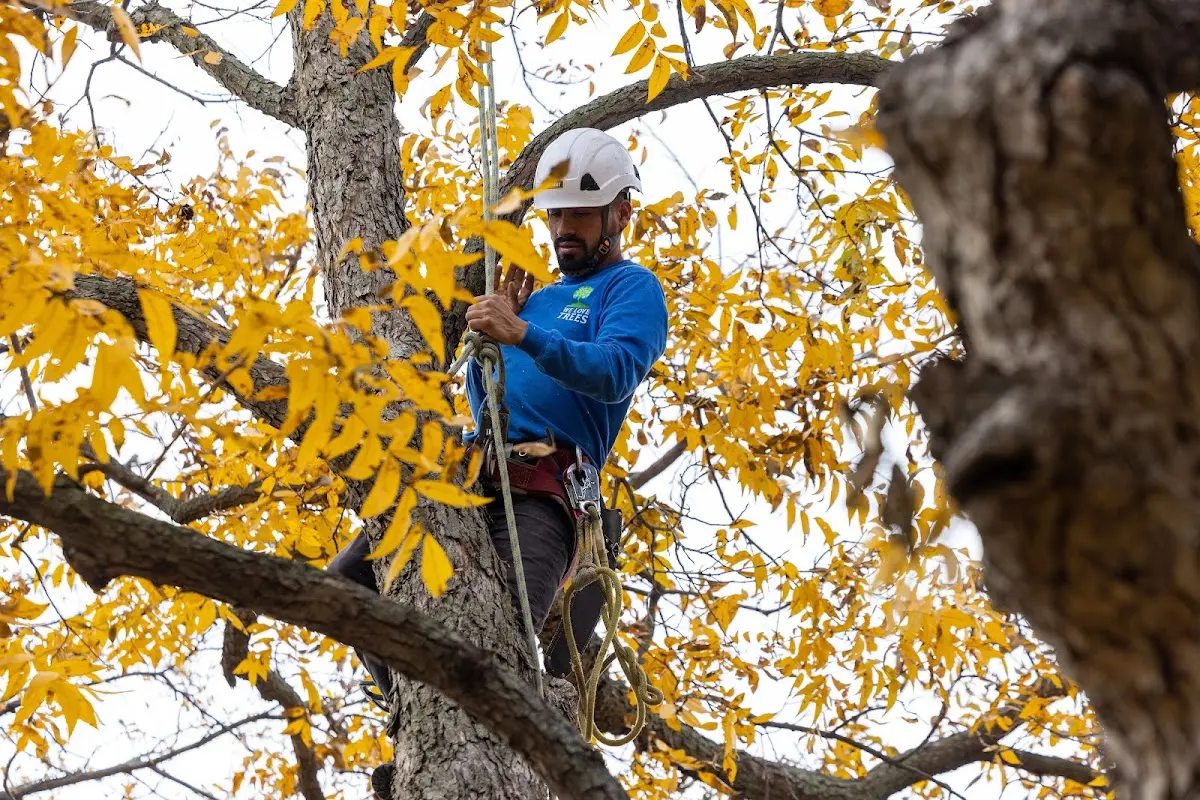 Skilled Tree Pruning crew working in Sassamansville