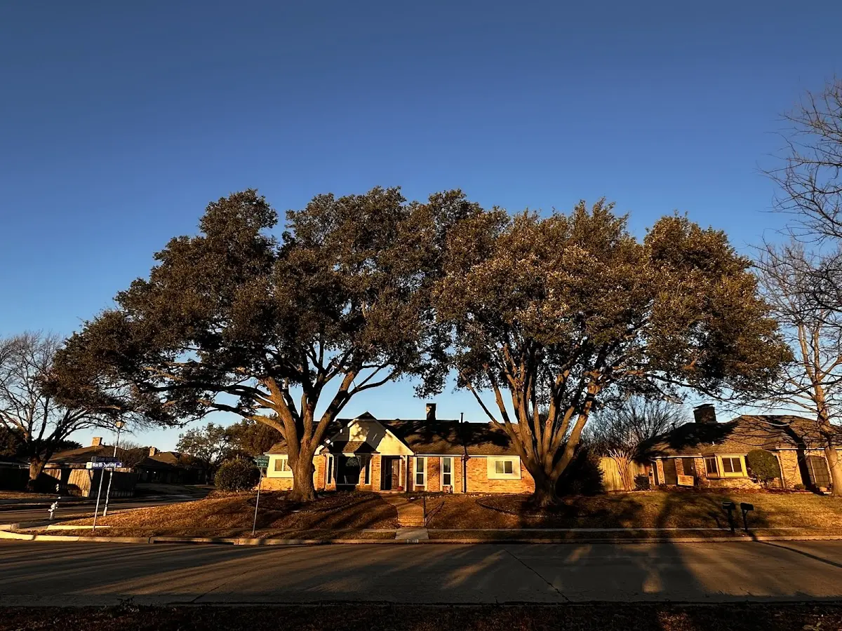 Established residential canopy tree shading a home in Sassamansville
